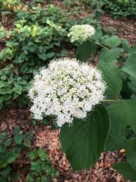 Maybe you would like to learn more about one of these? Florida S Low Maintenance Native Shrubs Attract Wildlife