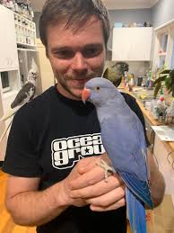 I have a corella & just got a cockatiel does anyone know how to socialise  them safely as my corella is half human & gangs up with our stumpy tail  cattle dog