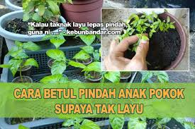 Bole kena hujan dan panas 8. Cara Pindah Anak Pokok Sayur Yang Betul Kebun Bandar