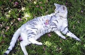 Black And White Spotted Cat Leaves Spotted Cat Cats White Cats