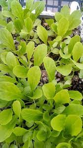Lechuga Orejona En Almacigo En Grava Lista Para El Transplante A Nft Plants Chihuahua
