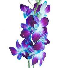 Turquiose Dendrobium Orchids Ideal Shoulder Tattoo Jenny These Are The Flowers I Wedding Flowers Blue Orchids Blue Wedding Flowers Blue Dendrobium Orchids