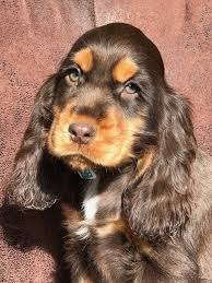 Chiot Elevage De L Empereur Sirius Eleveur De Chiens Cocker Spaniel Anglais Chiot Chiot Cocker Cocker Chien