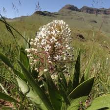 Image result for Schizocarphus nervosus