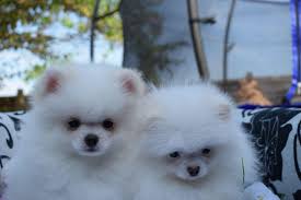 Gorgeous Pomeranian Puppies Available In Boksburg Dogs Puppies Public Ads 97455