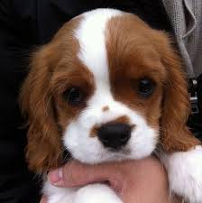 Am 19.11.2020 suchen ein neues liebevolles zu hause. Kennt Einer Diese Hunderasse Hund Rasse