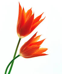 Image result for flowers against white background
