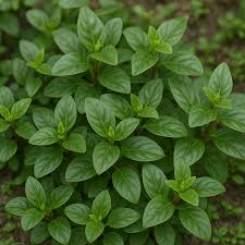 Image result for Rungia