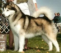 La alaskan malamute debe ser hidratada con abundante agua y no tiene que realizar mucho ejercicio en este periodo. Alaskan Malamute Wiki Perros Fandom