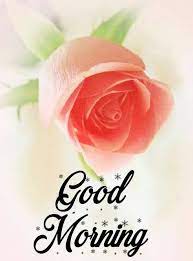 Many people daily share good morning status and good morning quotes with their friends. Good Morning Images For Whatsapp Good Morning Images Good Morning Cards Good Morning Flowers