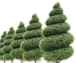 Maybe you would like to learn more about one of these? Burford Holly Spiral Topiary Tree 1 Models In The Scene