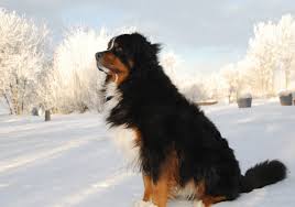 The long hair gives an added. Long Haired Dog Breeds