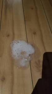 Help Dog Coughing Up Mucus With White Foam R Dogs