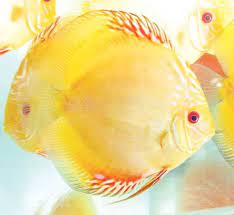 Variedades De Discos Symphysodon Aequifasciatus Pescado Relleno Peces De Acuario Peces Tropicales De Agua Dulce