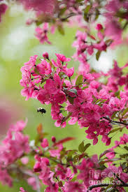Check spelling or type a new query. Prairie Fire Crabapple Tree In Spring Photograph By Diane Diederich