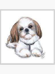 Coussin Illustration De Shih Tzu Par Basu Kshitiz Par Basukshitiz Chien Shih Tzu Chiot Shih Tzu Dessin Chien