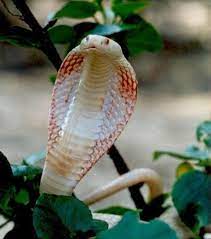 The Soul Is Bone Albino Chinese Cobra Naja Atra Albino Animals Albino Cuddly Animals