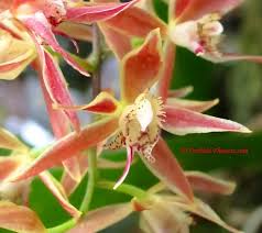 Image result for Brachycorythis velutina