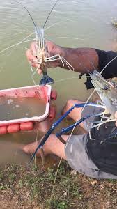 Kampung leban condong, 26810 kuala rompin, pahang, מלזיה. Udang Galah Rompin Kolam Memancing Udang Galah Bentong Facebook