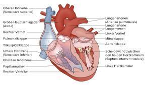Lerchen geburtshilfliche periduralanästhesie (pda) eine. Persistierender Ductus Arteriosus Deximed