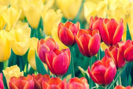 La Leggenda Dei Tulipani E Il Significato Tulipani Fiori Significato Dei Fiori