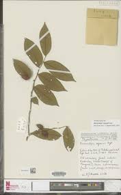 Image result for Dicranolepis