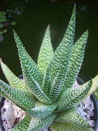 Can buy rare succulents in our website directly. Oregon Cactus Blog X Gasteraloe Royal Highness Cactus Cacti And Succulents Succulents