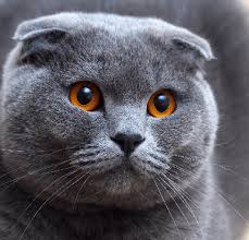 scotish fold kedisi hakkinda 2021 kediler ve yavrulari kedi scottish fold