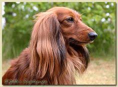 Http Www Zwerglanghaarteckelvoniven Org Red Long Haired Mini Dachshund Animals And Pets Mini Dachshund Dachshund