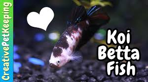 Select from distinct halfmoon betta fish at alibaba.com to enhance the aesthetic appearance of your interior decor. How To Condition Betta Fish For Breeding Spawning Youtube