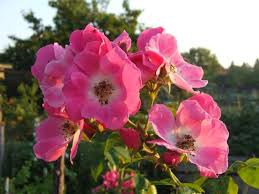 Плетистая, вьющаяся роза сорт american pillar, американ пиллар. Ramblerrose American Pillar Schonste Rosen Expertenwissen