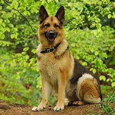 Pastor alem&atilde;o -