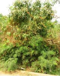 Image result for Mimosa diplotricha