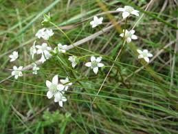 Image result for Alepidea amatymbica