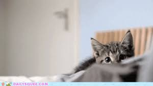Pounce Daily Squee Cute Animals Cute Baby Animals Cute Animal Pictures Animal Gifs Gif Animals Momma cat with white kittens.