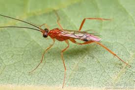 Image result for Alectra parasitica