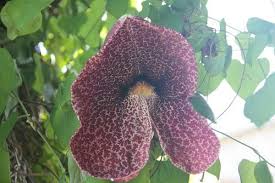 Image result for Aristolochia heppii