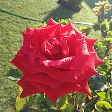 Lowell thomas filmed major t.e. Garden Roses Wikipedia