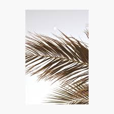 These evergreen plants are recognized by their compound leaves which are referred to as fronds. Palm Tree Leaves In Beige Poster By Printsproject Redbubble