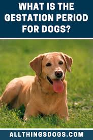 Gestation Period For Dogs In 2020 Dogs Gestation Period Dog Anatomy