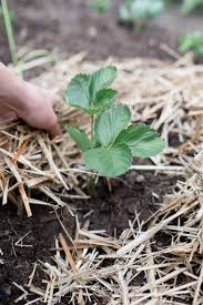 Neues Erdbeerbeet Anlegen Osmers Garten Erdbeerbeet Garten Pflanzen Gewachshaus Pflanzen