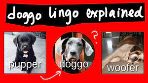 What Is A Pupper What Is A Doggo Doge Cameo Youtube