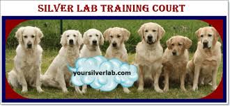 Select from premium lab puppies of the highest quality. Labs For Sale In Oklahoma Top 04 Best Labrador Breeder 2021