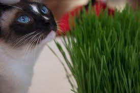 Too much water can cause mold. Cat Grass Sproutpeople