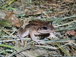 Image result for Leptochloa obtusiflora