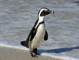 Birds That Look Like Penguins But Fly African Penguins Are One Of The Least Studied Of All Penguin Species Description From Antarcticconnection Com I African Penguin Penguins Penguin Adaptations