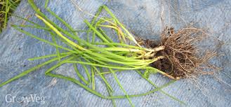 Vhive is the only software solution that enables enterprises to contact: How To Harvest Chives All Year Round