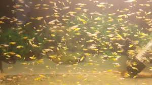 Zebra Danio Yavrulari Buyuyor Zebra