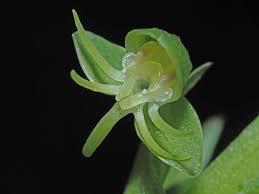 Image result for Habenaria malacophylla