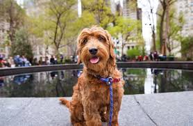 Their positive personality traits are we have been committed to the development and research of the english golden since 1993 when we produced the first litter of english goldendoodles. Mini Goldendoodle A Small And Mighty Teddy Bear Mix